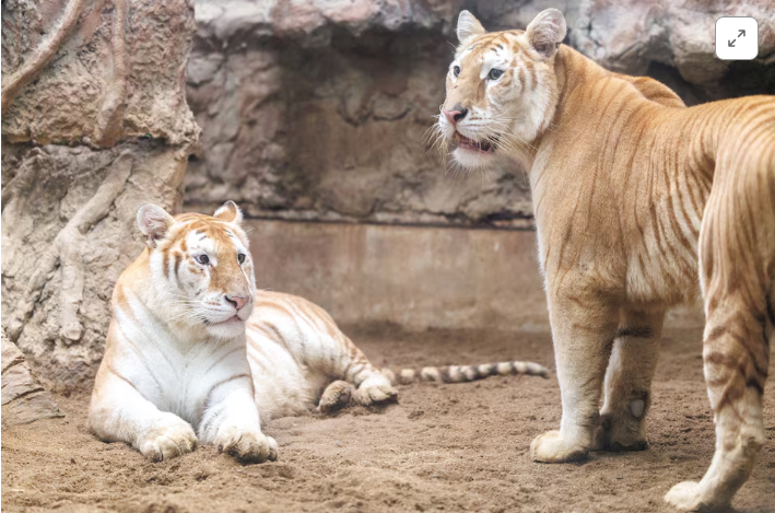 At a Thai Zoo, Golden Tigresses Captivate Social Media and Spark Conservation Talks - gallery image 1