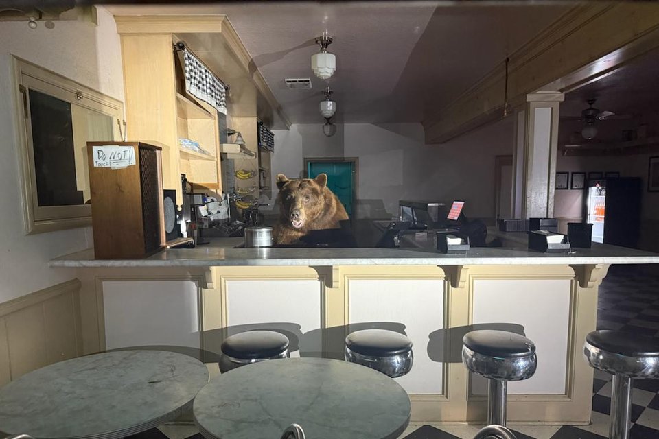 Bear Breaks Into California Ice Cream Shop, Goes Straight for the Strawberry