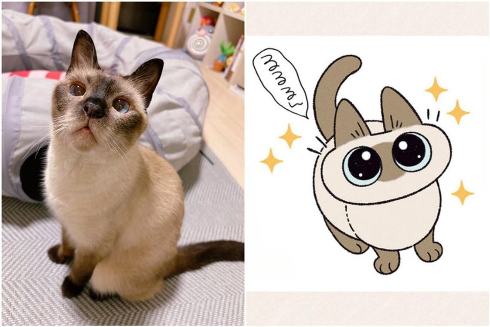 Beloved Cat Azuki, Muse Behind Popular Japanese Character, Passes Away