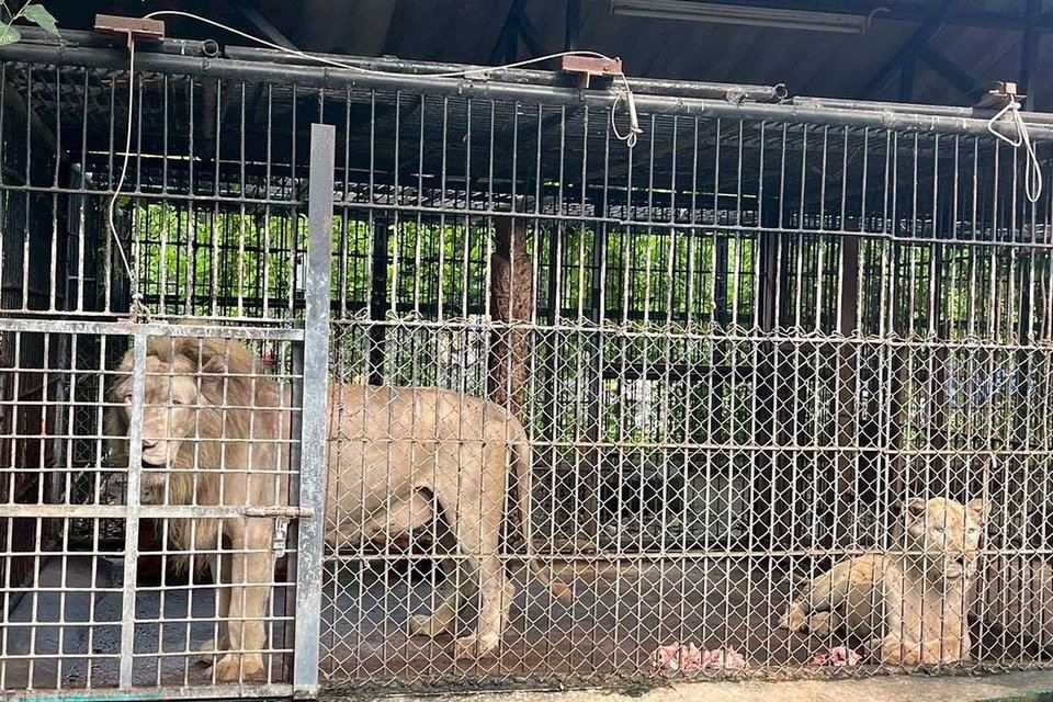 Lions Kill Zookeeper at Thai Zoo, Prompting Predator Zone Shutdown and Safety Review - gallery image 1