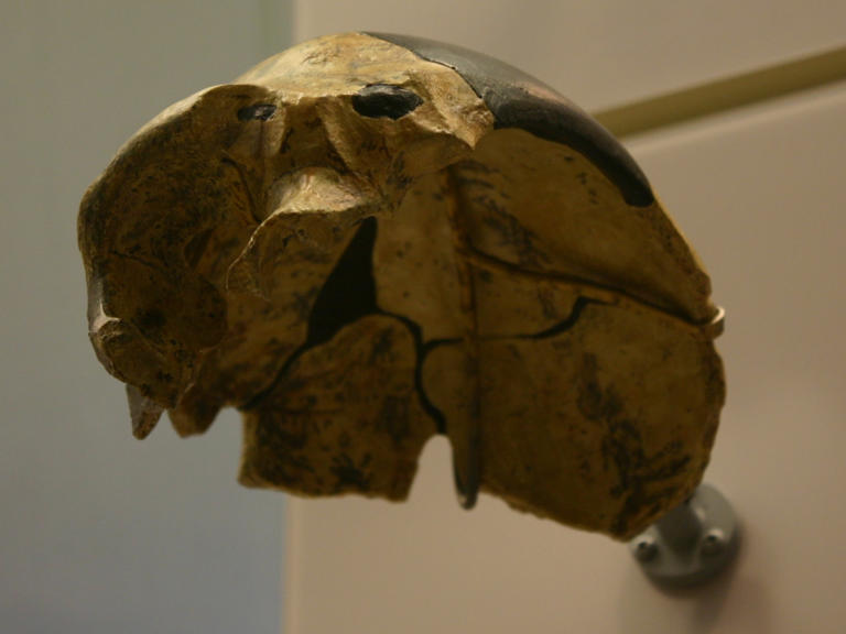 Ancient Skull Discovery in China Reveals New Branch of Human Evolution