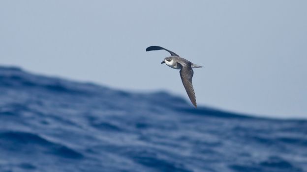 Storms from the Deep: How Hurricanes Feed Life in the Ocean