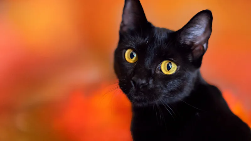 Terrassa Halts Black Cat Adoptions During Halloween Period