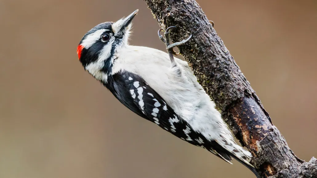 How Woodpeckers Master Rapid Pecking Without Injury - gallery image 1