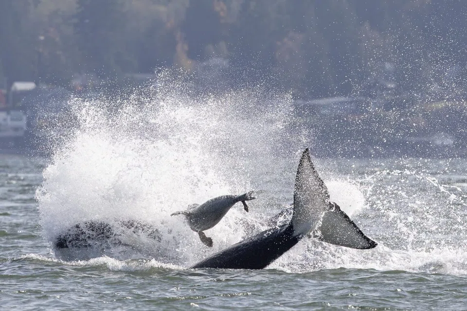 Seal Leaps Onto Boat to Escape Hunting Orcas in Washington Waters - gallery image 1