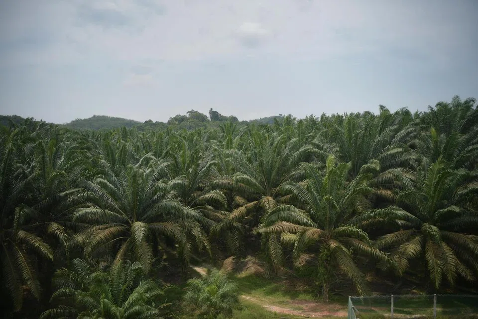 Palm Oil Giants Pivot to AI Data Centres and Solar Farms in Malaysia - gallery image 1