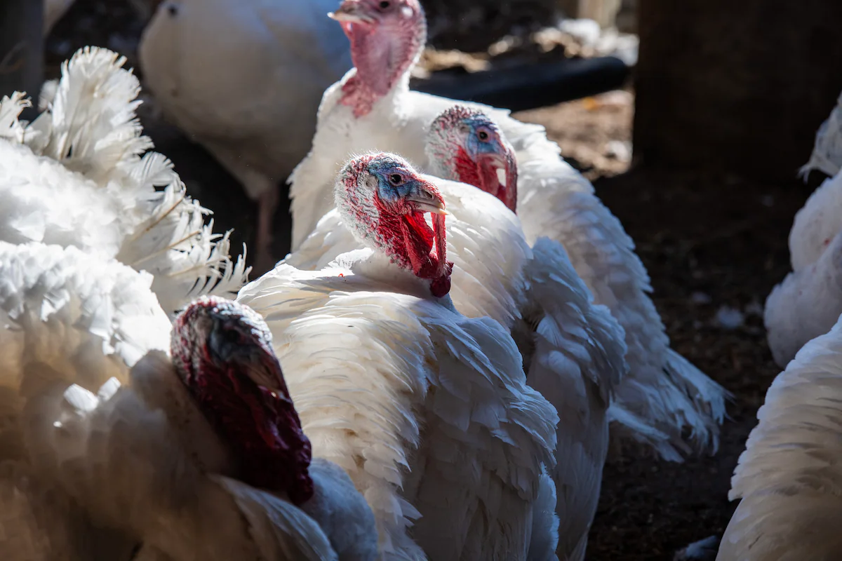 Thanksgiving Turkey Prices Soar, But Stores Keep Costs Stable