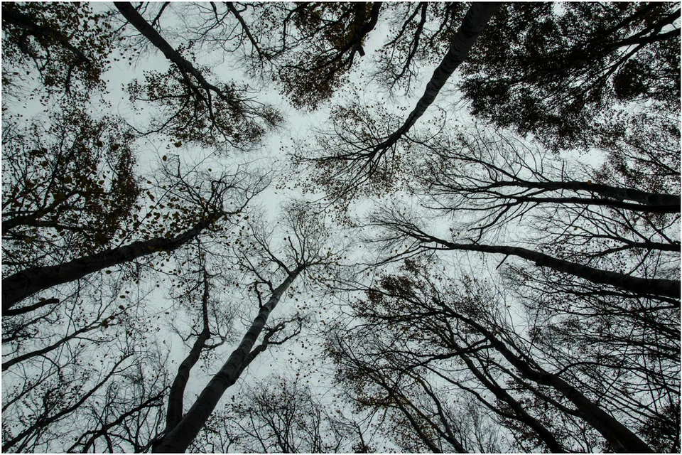 Germany Embraces Wood-Based Chemicals with UPM Biorefinery