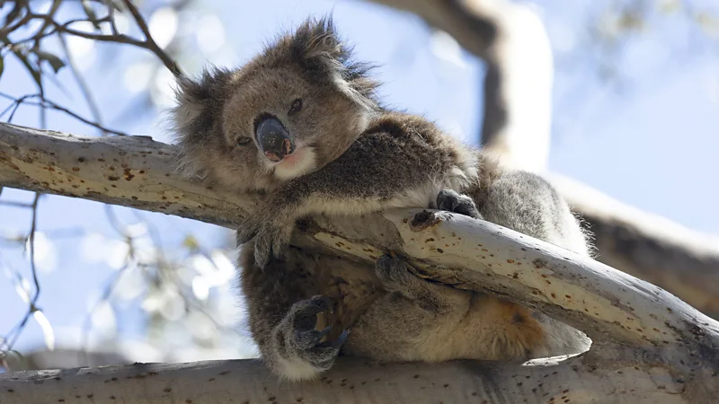 Koalas on the Brink: How One Island Could Save an Entire Species - gallery image 1