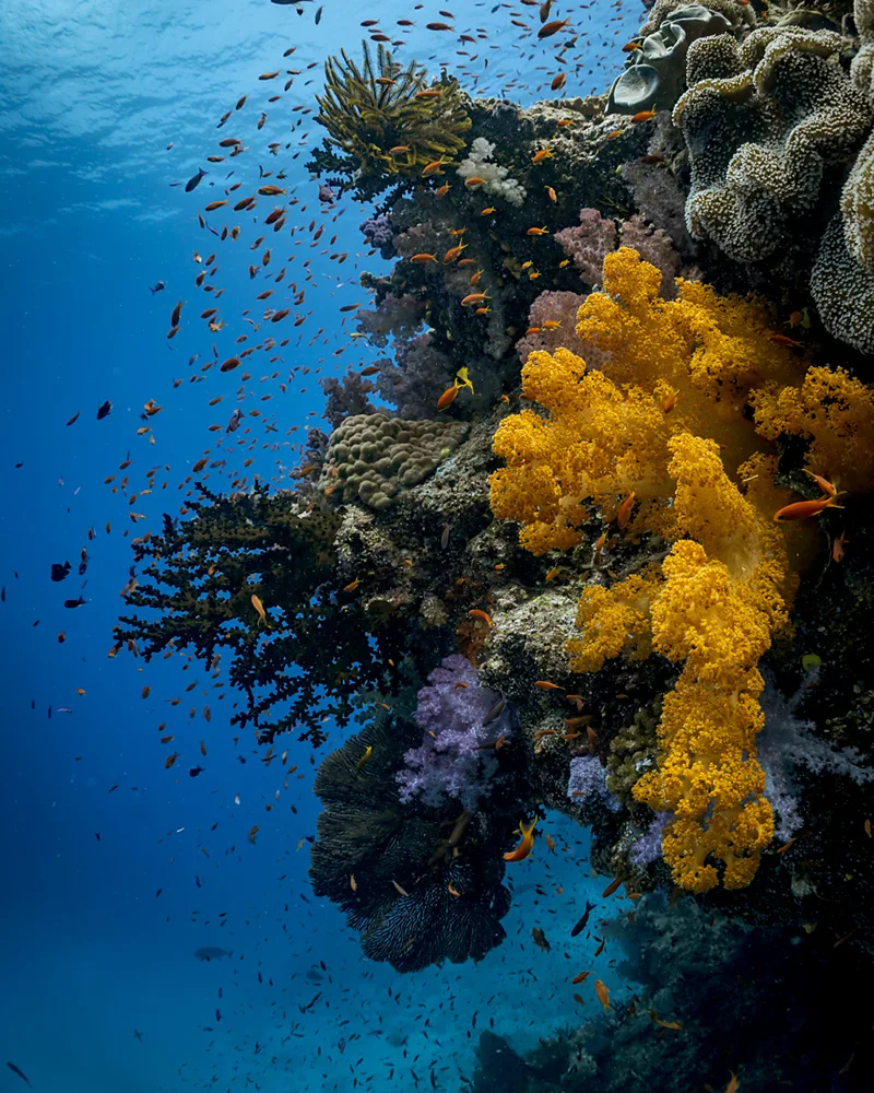 Six of the World’s Most Extraordinary Diving Destinations You Must Experience - gallery image 1