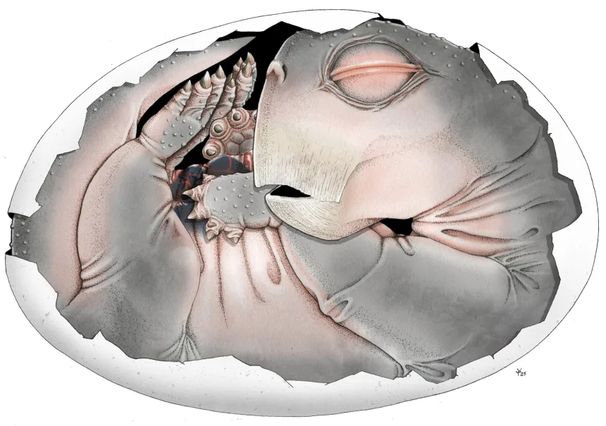 Ancient Fossil Reveals Mammal Ancestors Once Laid Eggs - gallery image 1