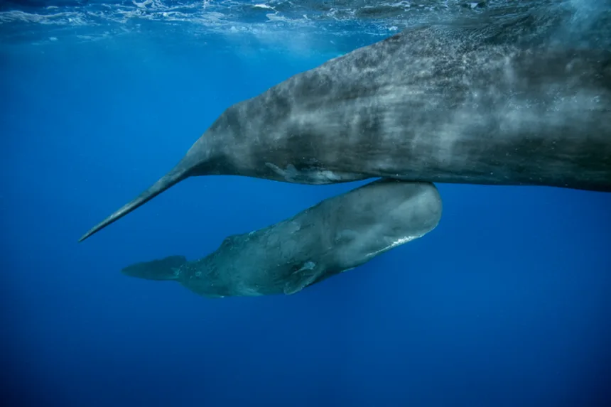 Scientists Witness Rare Sperm Whale Birth in the Wild - gallery image 1