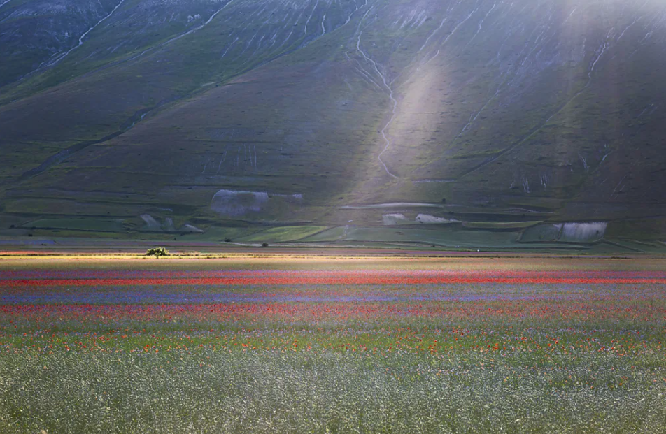 Italy's Castelluccio Bloom Demonstrates How Traditional Farming Shapes a Global Tourism Identity - gallery image 2