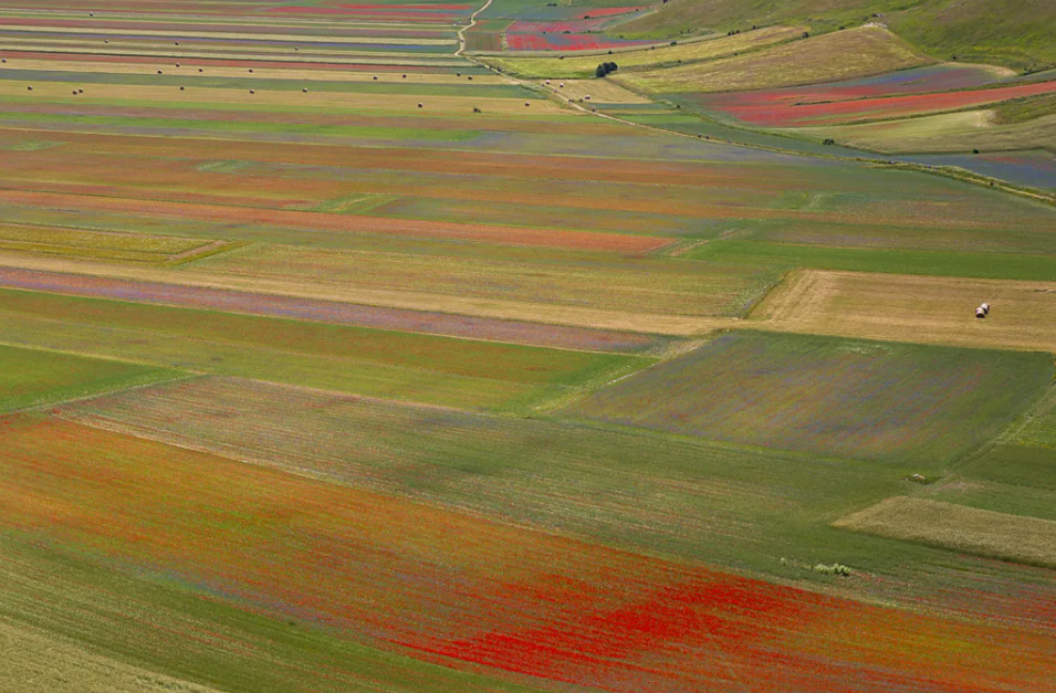 Italy's Castelluccio Bloom Demonstrates How Traditional Farming Shapes a Global Tourism Identity - gallery image 3