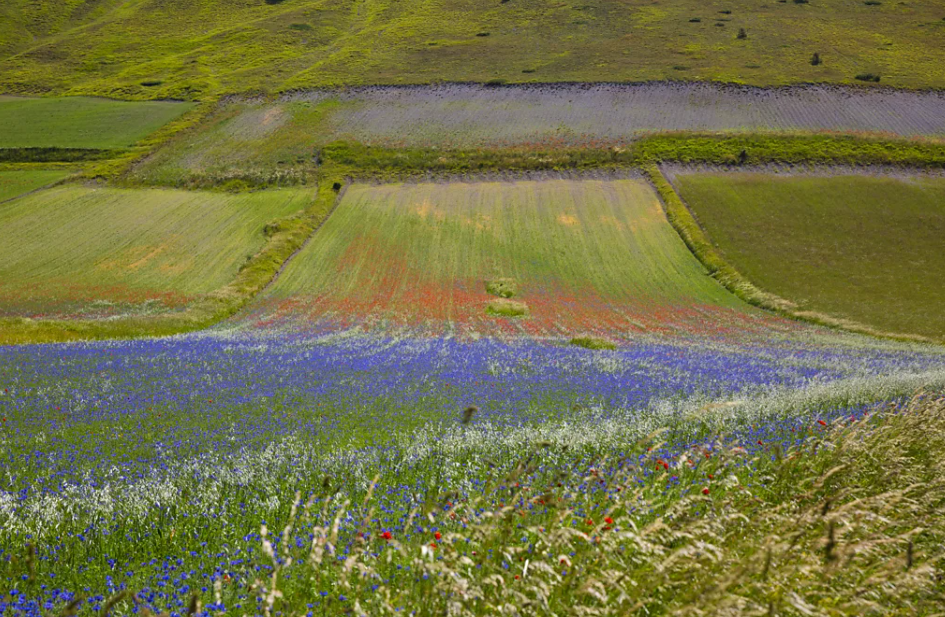 Italy's Castelluccio Bloom Demonstrates How Traditional Farming Shapes a Global Tourism Identity - gallery image 4