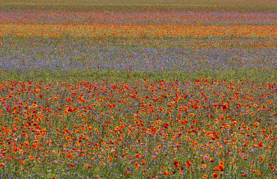 Italy's Castelluccio Bloom Demonstrates How Traditional Farming Shapes a Global Tourism Identity - gallery image 6