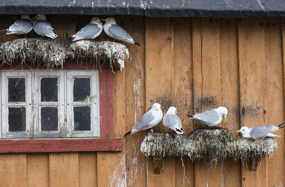 Norway's Arctic Frontier Offers One of Europe's Most Extraordinary Road Journeys - gallery image 4