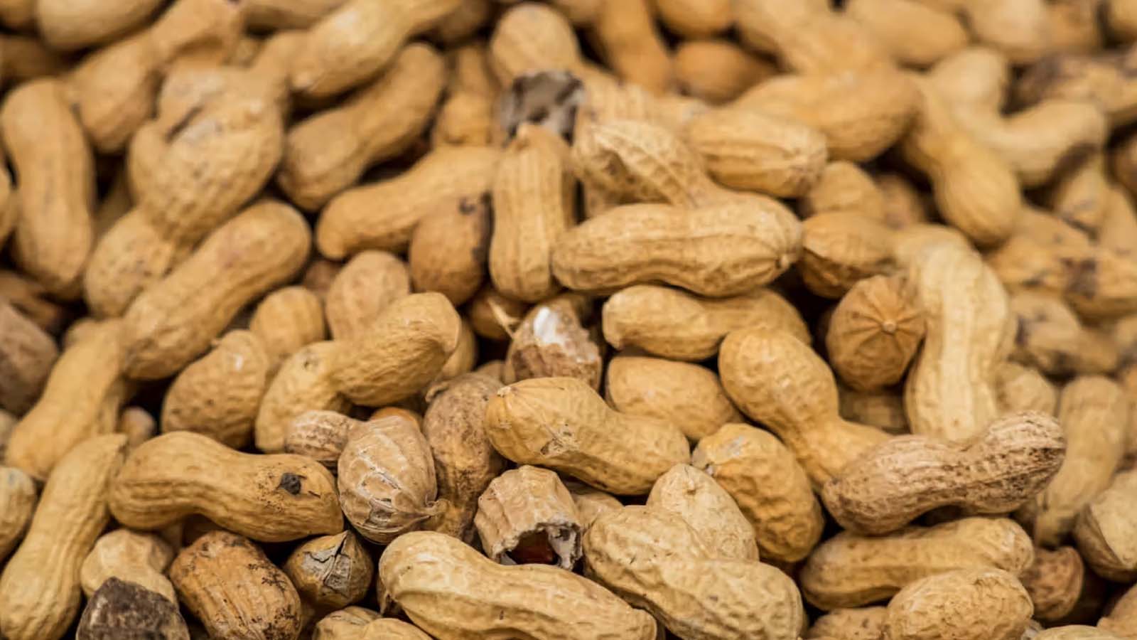 Gut Microbiome Therapy Shows Early Potential Against Severe Peanut Allergy