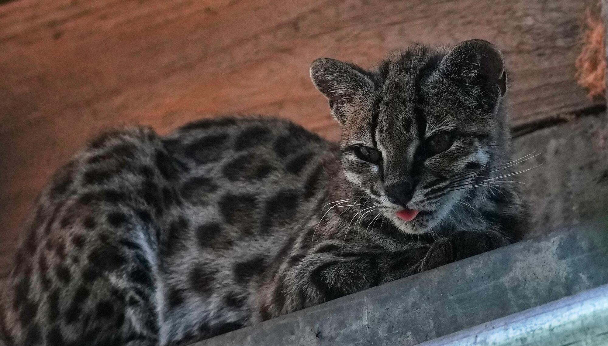 Newly Identified Wild Cat Species Puts Bolivia’s Cloud Forest in the Spotlight