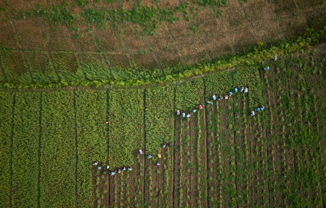 El Nino Puts Asia’s Food Supply at the Center of a Global Price Risk