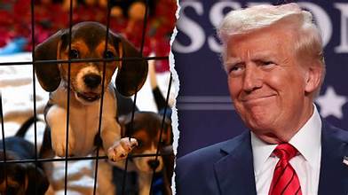 Trump Administration Applauded for Ending Animal Testing at FDA and EPA
