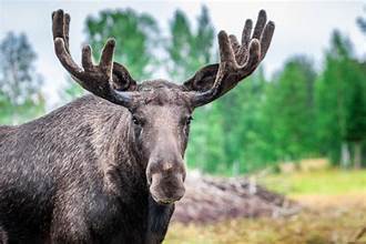 The Great Moose Migration: Sweden's Slow TV Phenomenon Returns for 2025